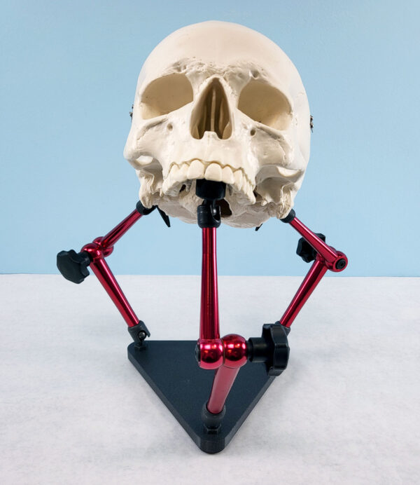 A white human skull model resting on a three-armed specimen stand. The stand has a black triangular base and three red metal arms with black tips.