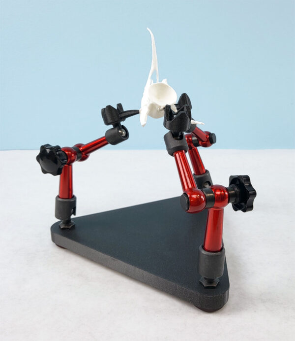 A small white dolphin bone model resting on a three-armed specimen stand. The stand has a black triangular base and three red metal arms with black tips.