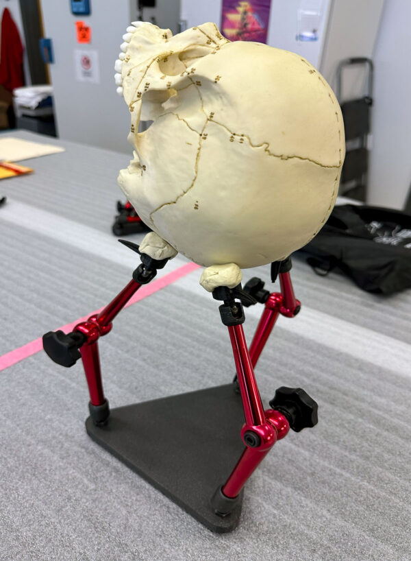 Back view of a white human skull model resting on a three-armed specimen stand on a table. The stand has a black triangular base and three red metal arms with black tips and putty to hold the model.